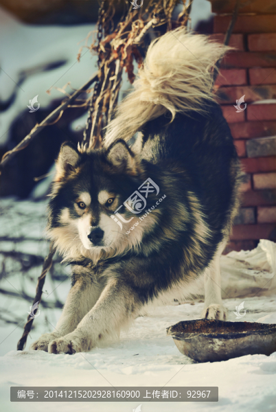 西伯利亞雪橇犬