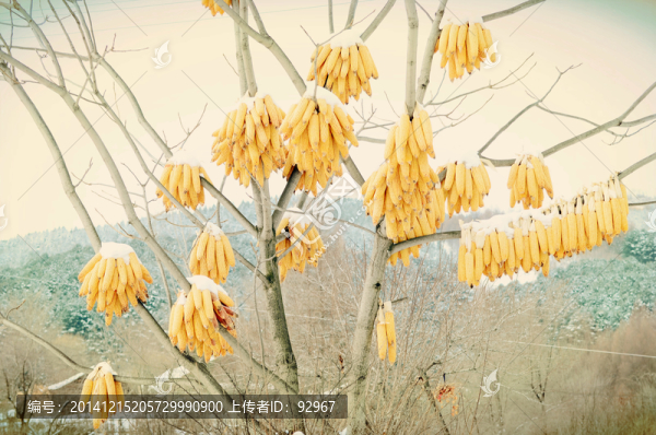 松嶺雪村玉米樹