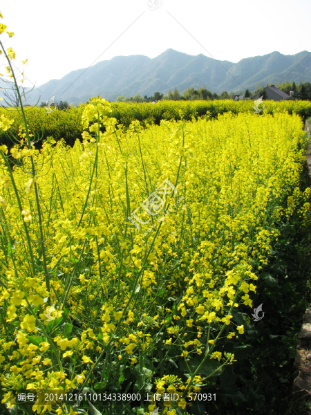油菜花
