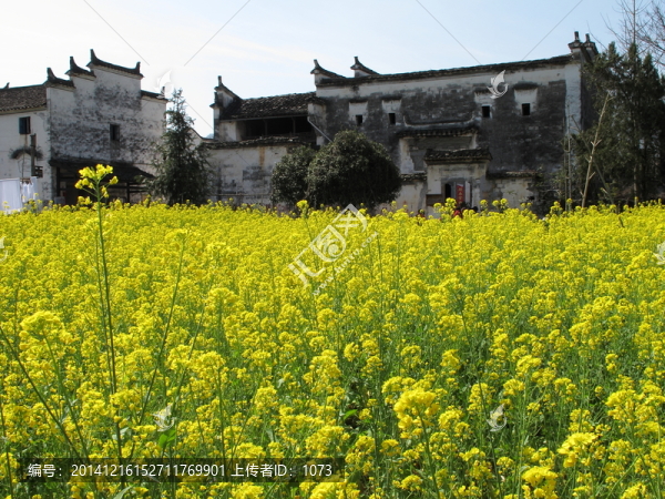 婺源,思溪村,油菜花與老宅