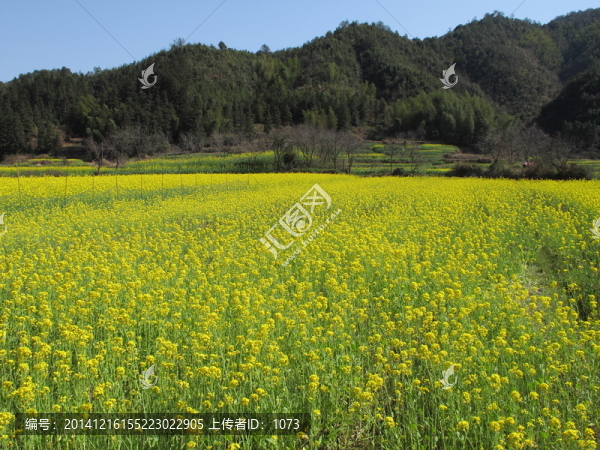 婺源嚴(yán)田,遠(yuǎn)山油菜花