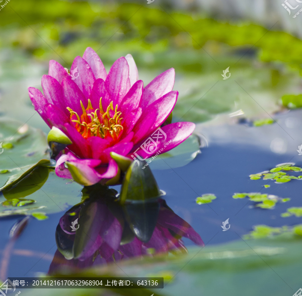睡蓮