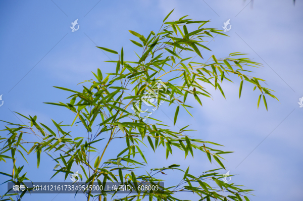 竹葉