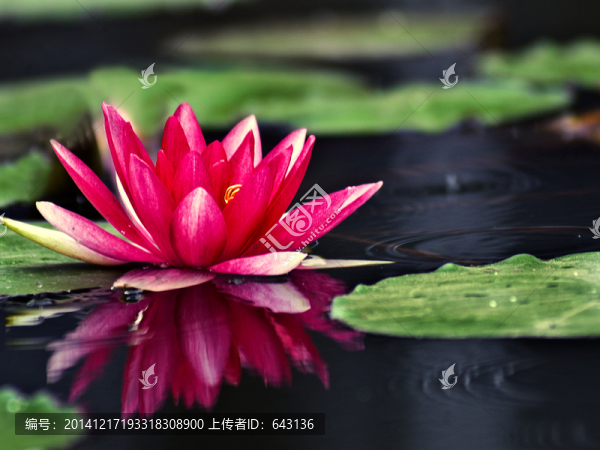 睡蓮,特寫(xiě)