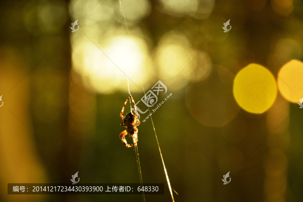 蜘蛛俠