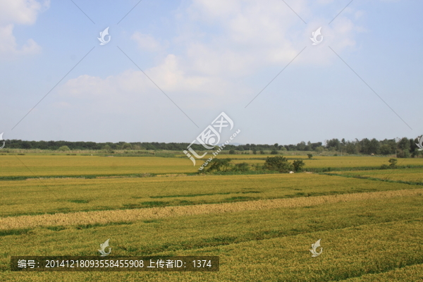 田野