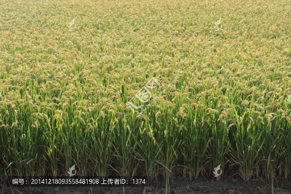稻田