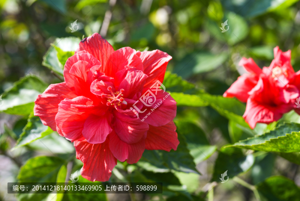 大紅花