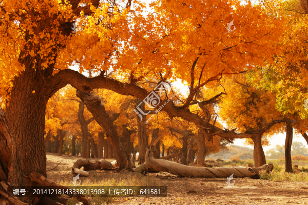 額濟(jì)納美景