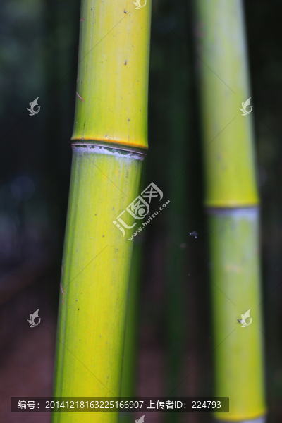 竹節(jié)特寫