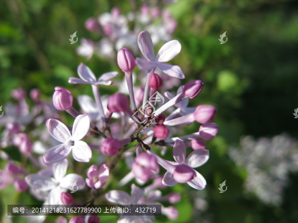 丁香花,紫丁香