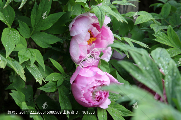 粉色牡丹花