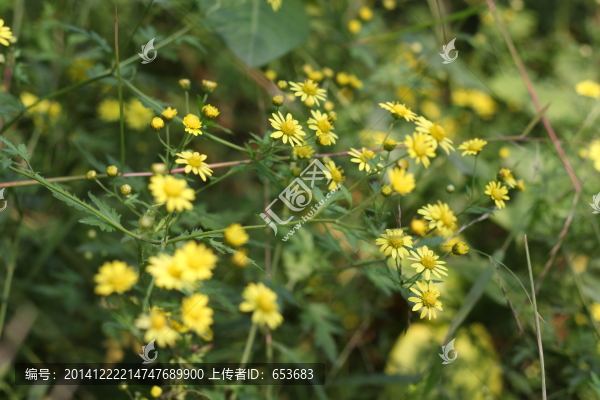 野菊花