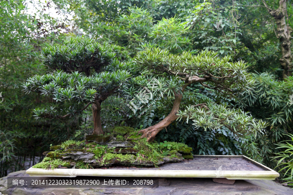 盆景藝術(shù)