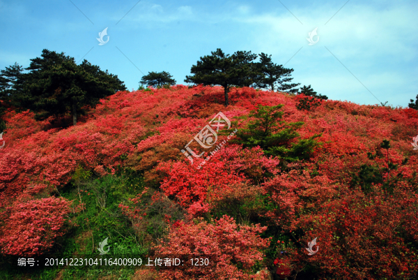 麻城杜鵑紅滿山