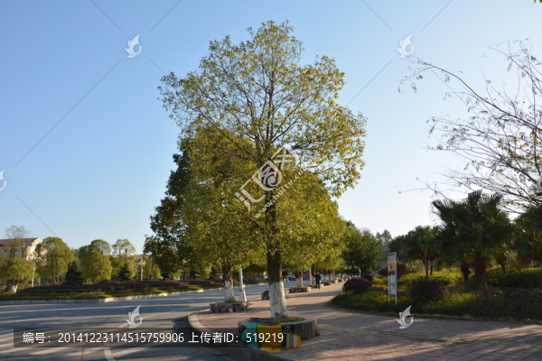 路邊的樹(shù)