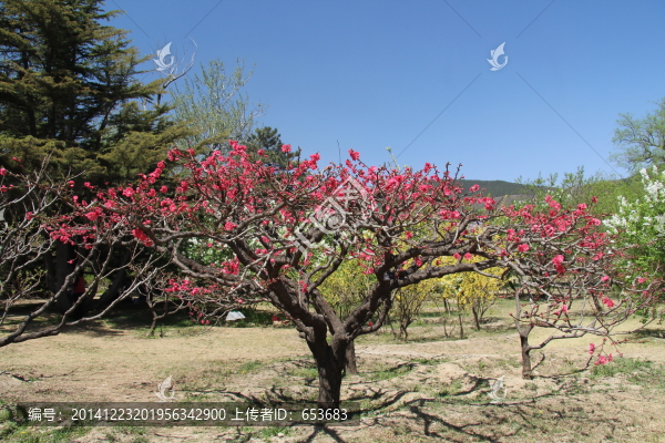 桃花