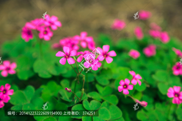 小紅花