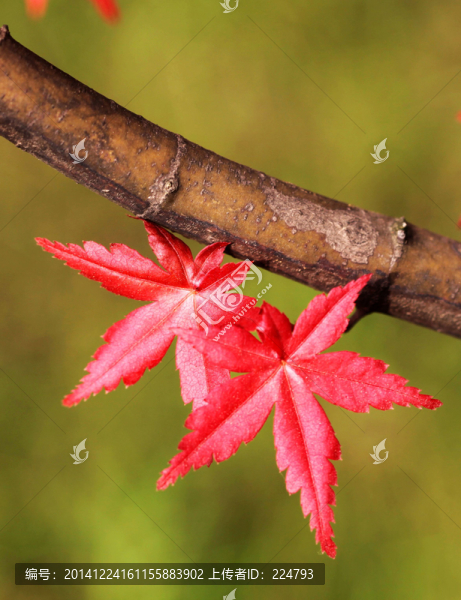 霜葉紅于二月花