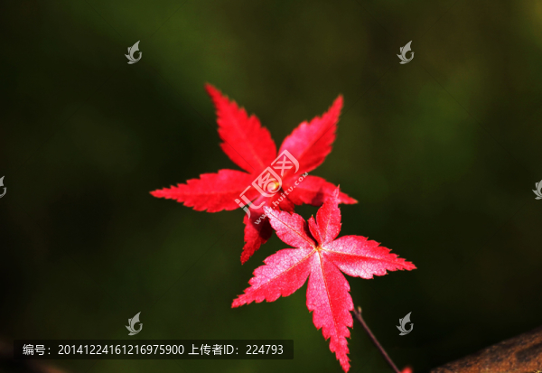 霜葉紅于二月花