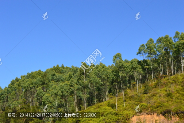 桉樹山林