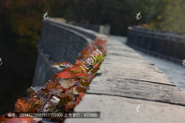 城墻上的爬山虎