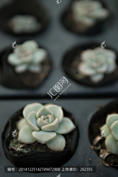 白牡丹,多肉植物