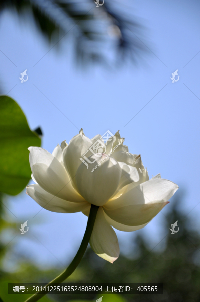 蓮花