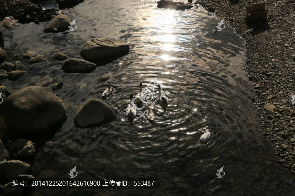 鴨子戲水