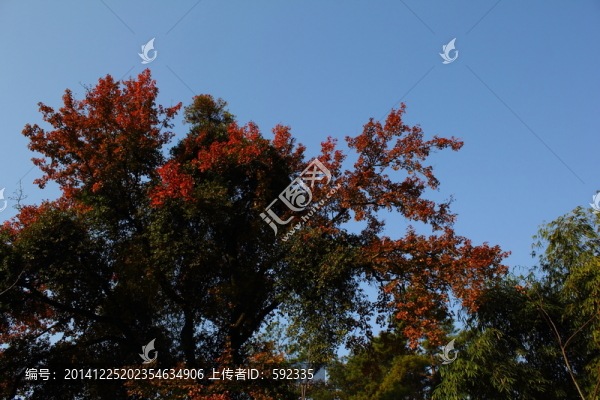 紅葉