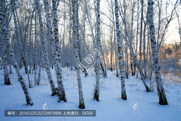 白樺林雪景