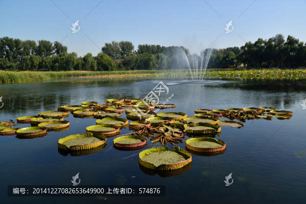 圓明園秋色