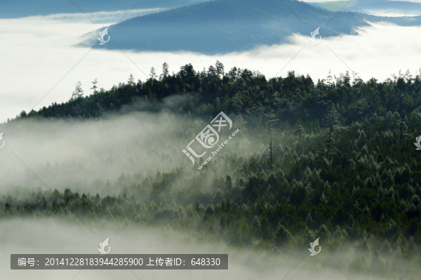 森林晨霧