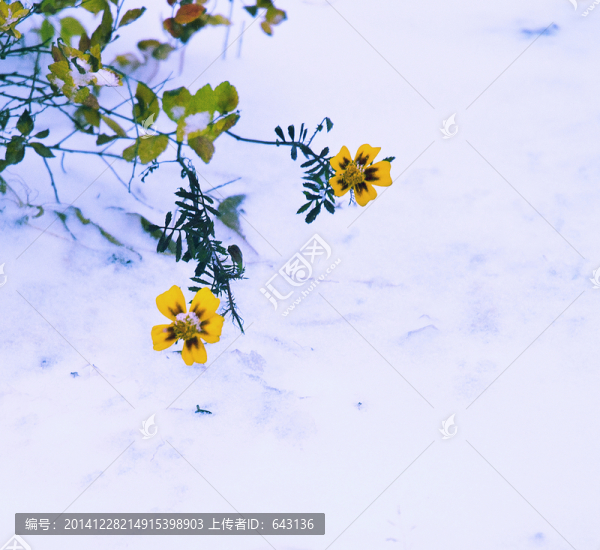 黃花,初雪