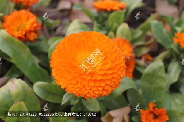 黃花