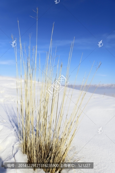 傲雪的小草