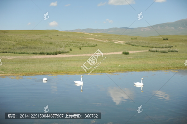 天鵝湖,天鵝