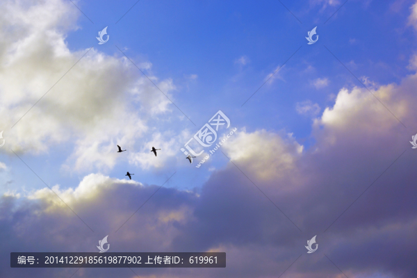 空中天鵝