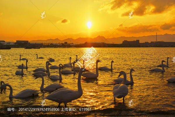 夕暉里的天鵝