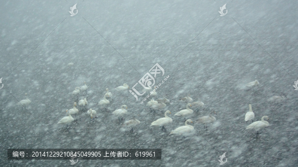 天鵝