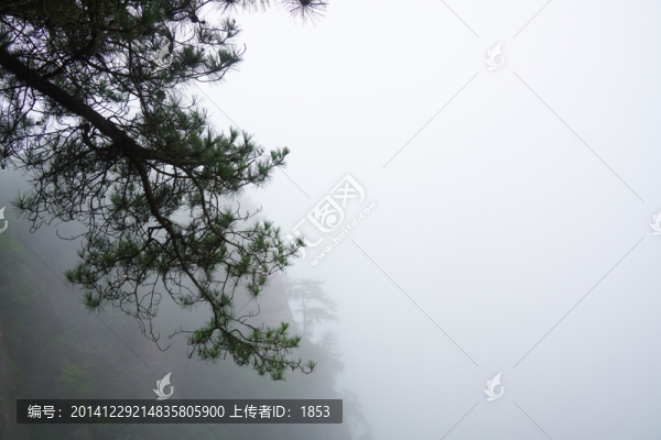 松樹(shù)松枝素材