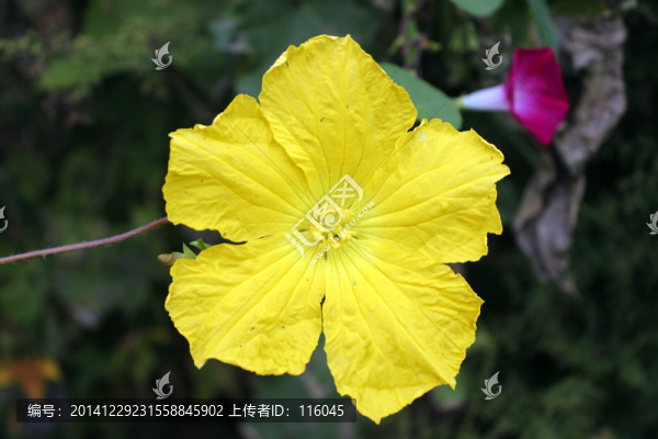 絲瓜花
