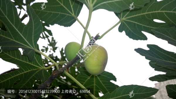 無花果