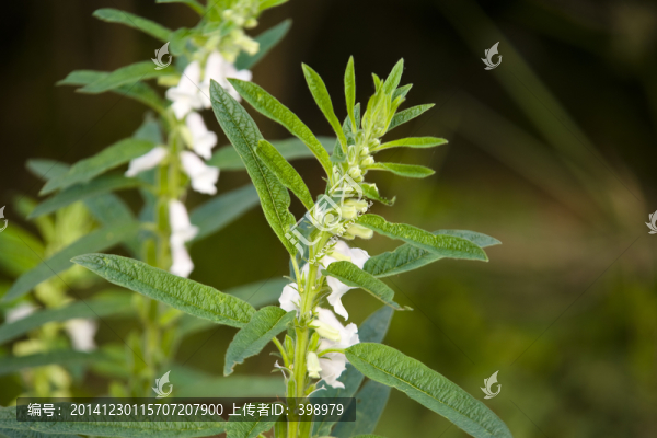 芝麻