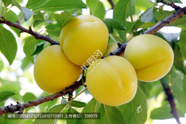 杏,杏樹(shù)