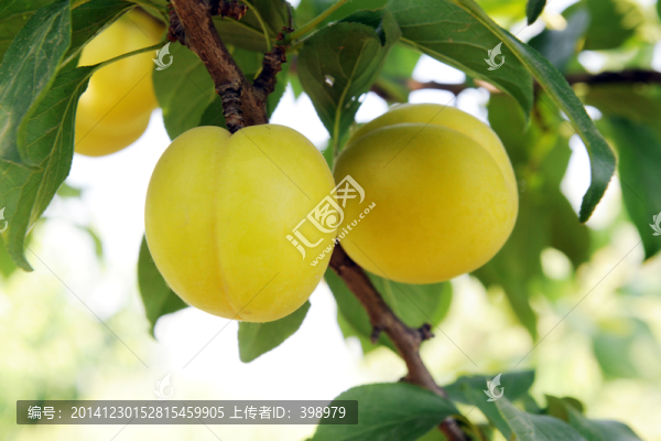 杏,杏樹(shù)
