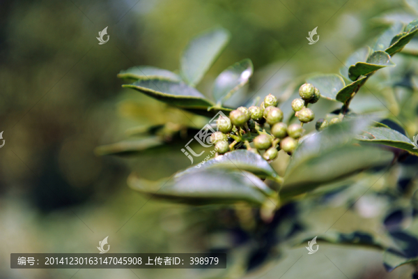 花椒,花椒樹
