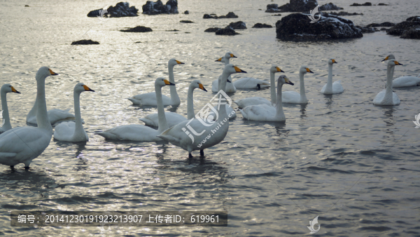 天鵝