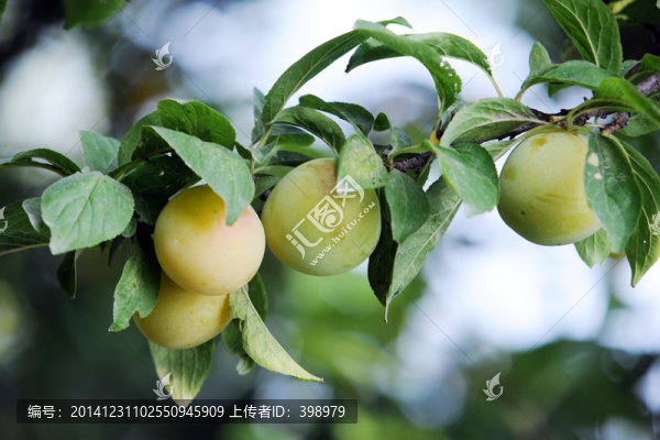 海棠,海棠樹