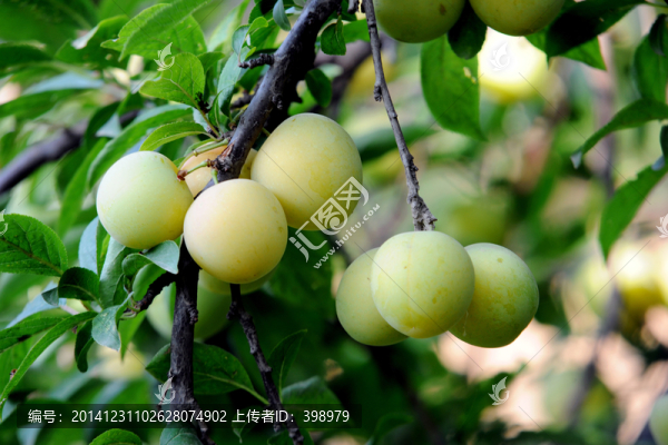 海棠,海棠樹